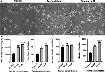 Taurine Promotes Neurite Outgrowth and Synapse Development of Both Vertebrate and Invertebrate Central Neurons